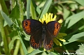Papillon-Moiré printanier